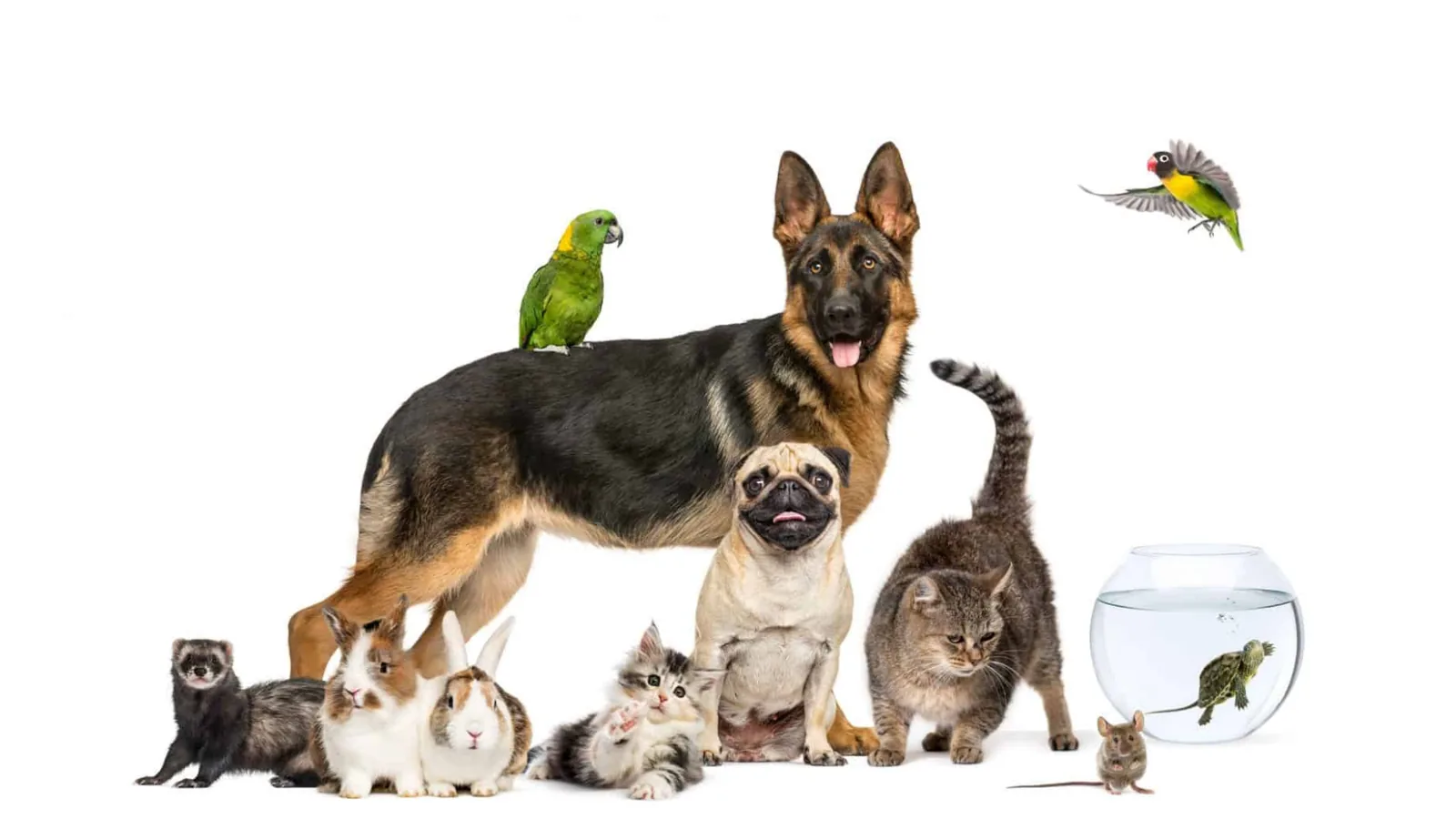 Faddy's Pet Heaven — Paid Ads